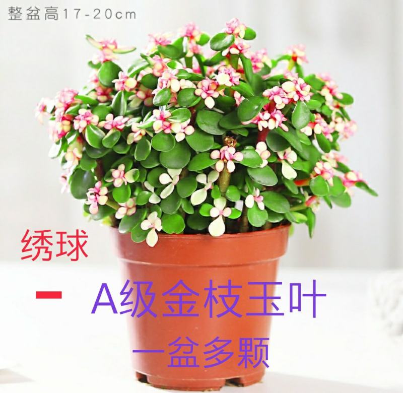 新款金枝玉叶盆栽造型老桩罕见多肉植物稀有品种大株肉肉花卉