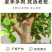 新款金枝玉叶盆栽造型老桩罕见多肉植物稀有品种大株肉肉花卉