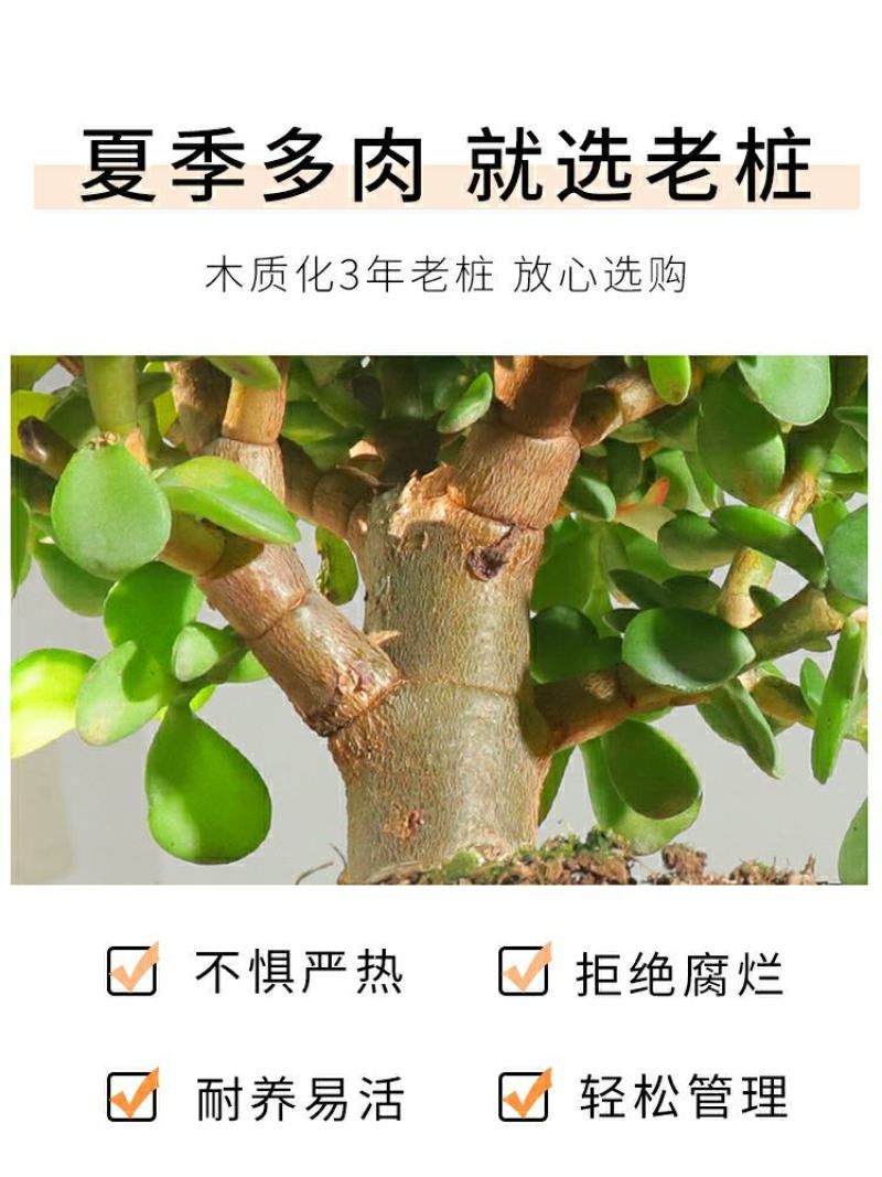 新款金枝玉叶盆栽造型老桩罕见多肉植物稀有品种大株肉肉花卉