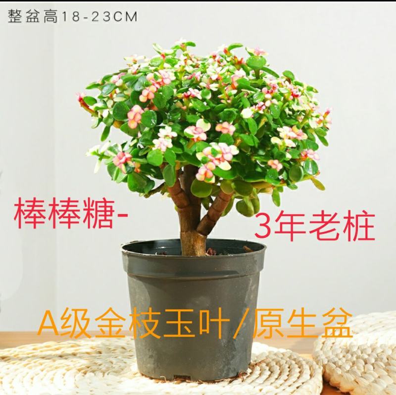 新款金枝玉叶盆栽造型老桩罕见多肉植物稀有品种大株肉肉花卉