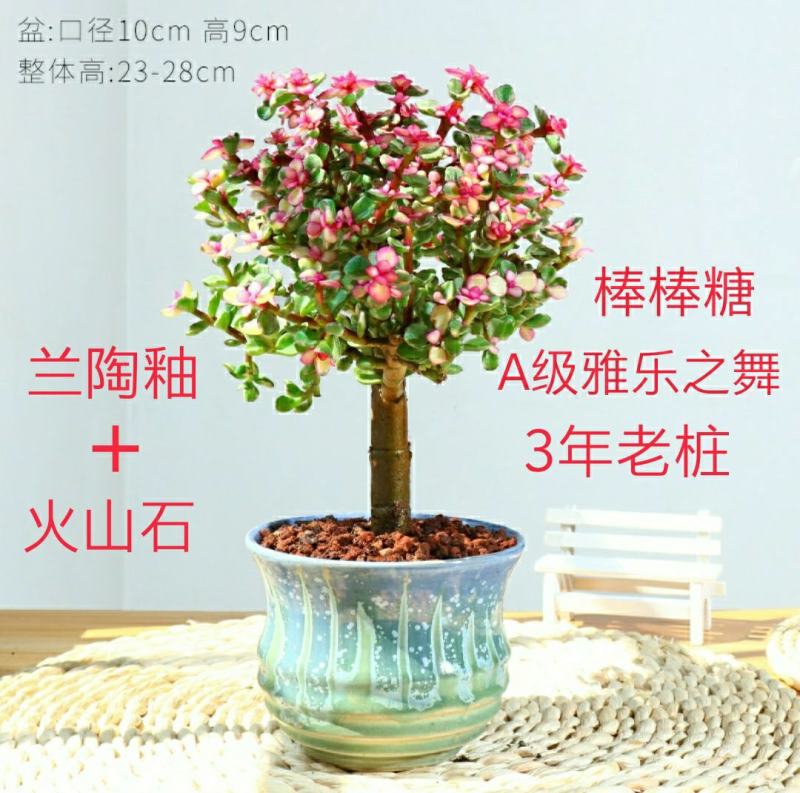 新款金枝玉叶盆栽造型老桩罕见多肉植物稀有品种大株肉肉花卉