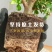 新款金枝玉叶盆栽造型老桩罕见多肉植物稀有品种大株肉肉花卉