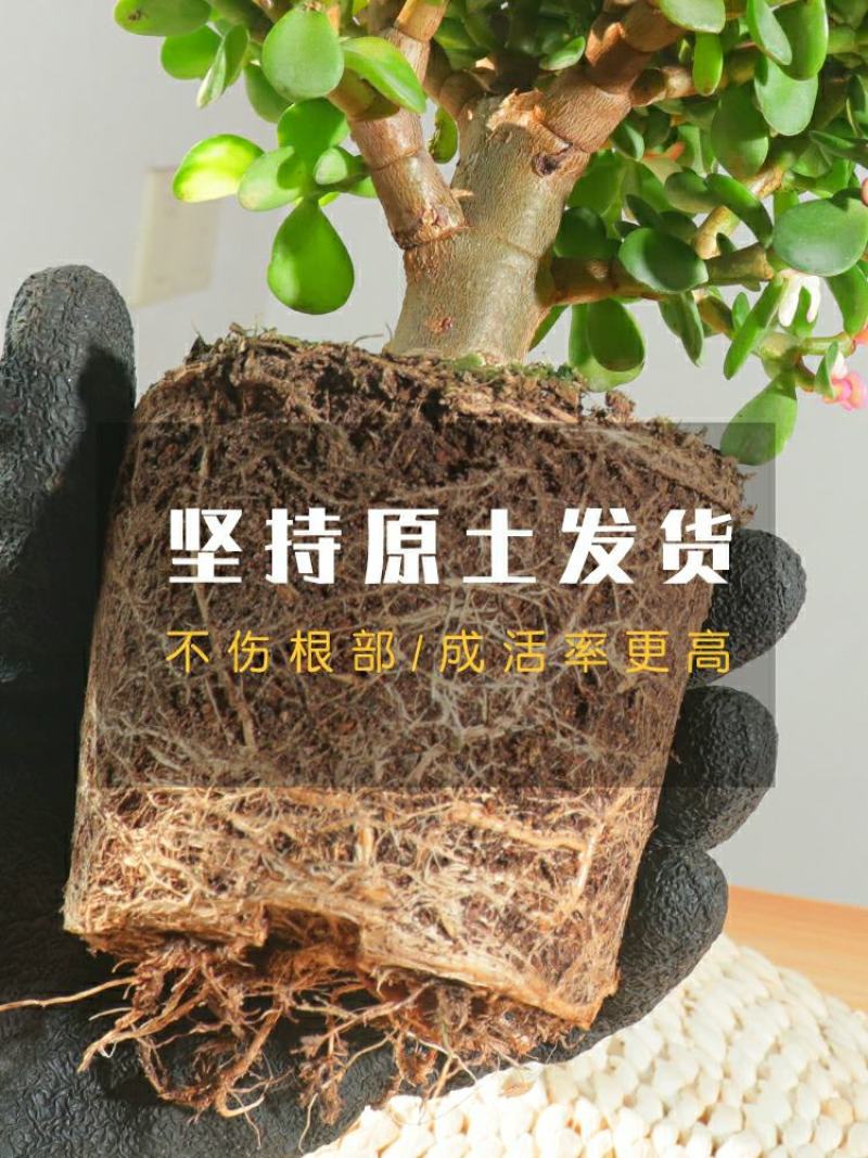 新款金枝玉叶盆栽造型老桩罕见多肉植物稀有品种大株肉肉花卉