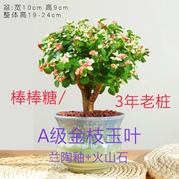 新款金枝玉叶盆栽造型老桩罕见多肉植物稀有品种大株肉肉花卉