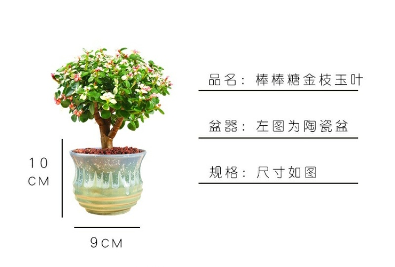 新款金枝玉叶盆栽造型老桩罕见多肉植物稀有品种大株肉肉花卉