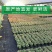 新款金枝玉叶盆栽造型老桩罕见多肉植物稀有品种大株肉肉花卉