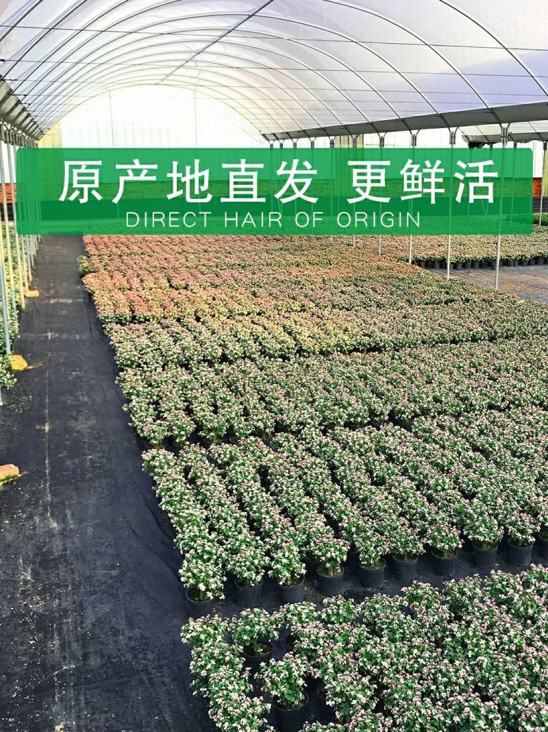 新款金枝玉叶盆栽造型老桩罕见多肉植物稀有品种大株肉肉花卉