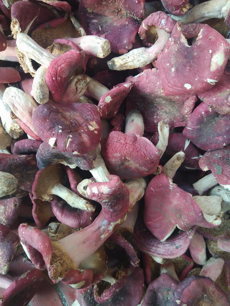 伏牛山野生红菇，青头菇，灰菇大腿菇，木灵芝等各种规格等。