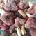 伏牛山野生红菇，青头菇，灰菇大腿菇，木灵芝等各种规格等。