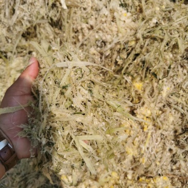 甜玉米皮甜玉米骨头青储