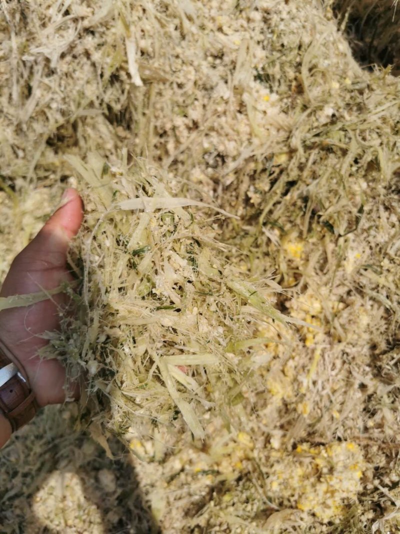 甜玉米皮甜玉米骨头青储