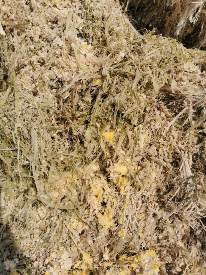 甜玉米皮甜玉米骨头青储