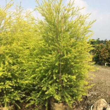 优质黄金香柳袋苗,千层金袋苗,园艺新品种