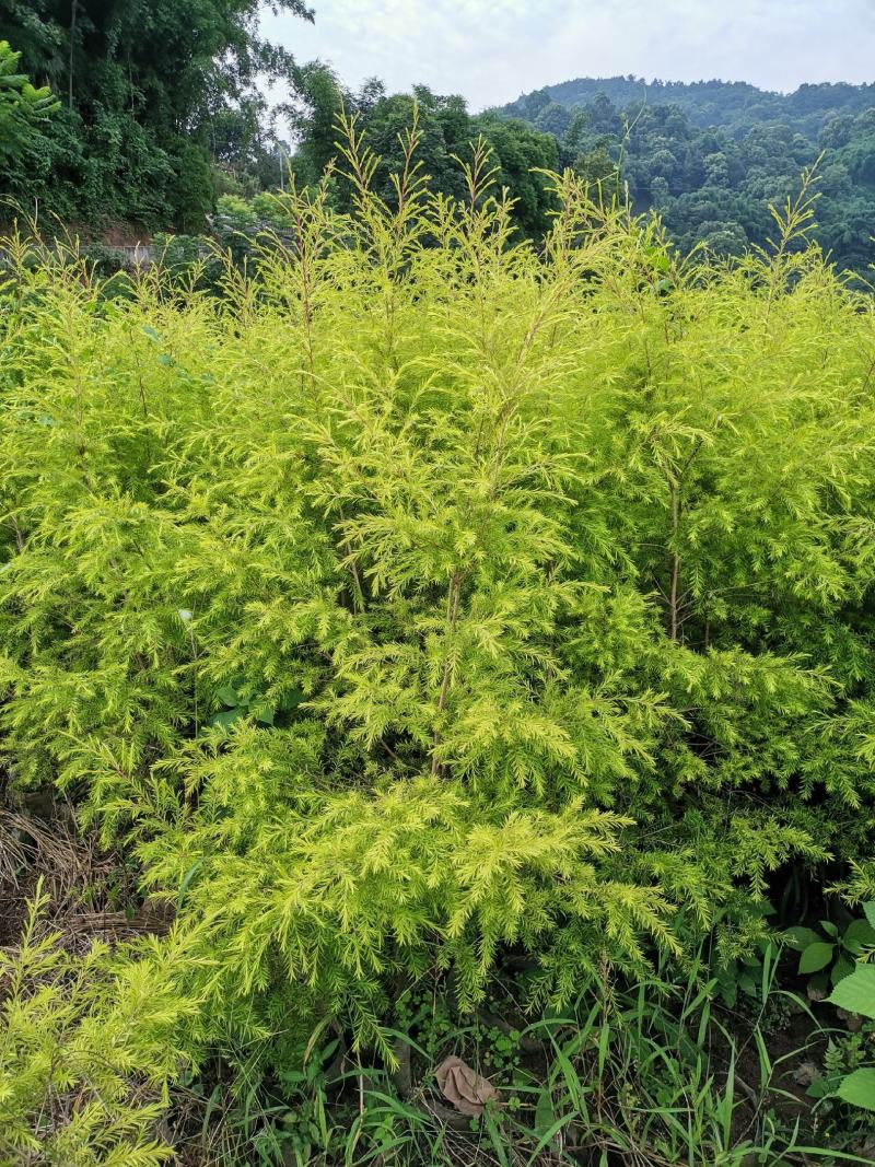 优质黄金香柳袋苗，千层金袋苗，园艺新品种