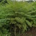 优质蓝花楹小苗，蓝花楹树苗，泸州蓝花楹小苗基地