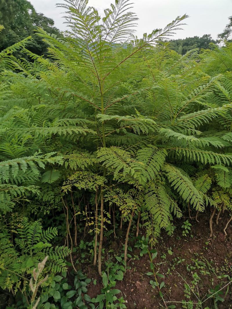 优质蓝花楹小苗，蓝花楹树苗，泸州蓝花楹小苗基地