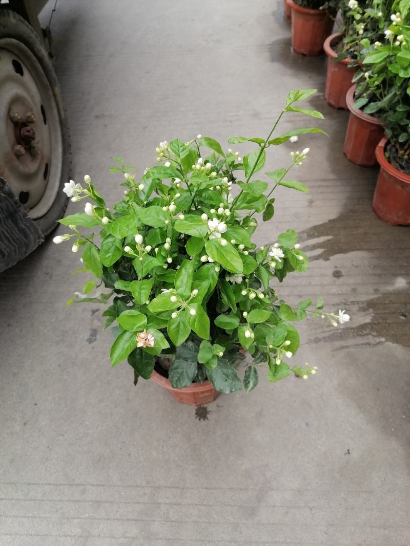 茉莉花双色杯价格多少？茉莉花图片，茉莉花成都货源