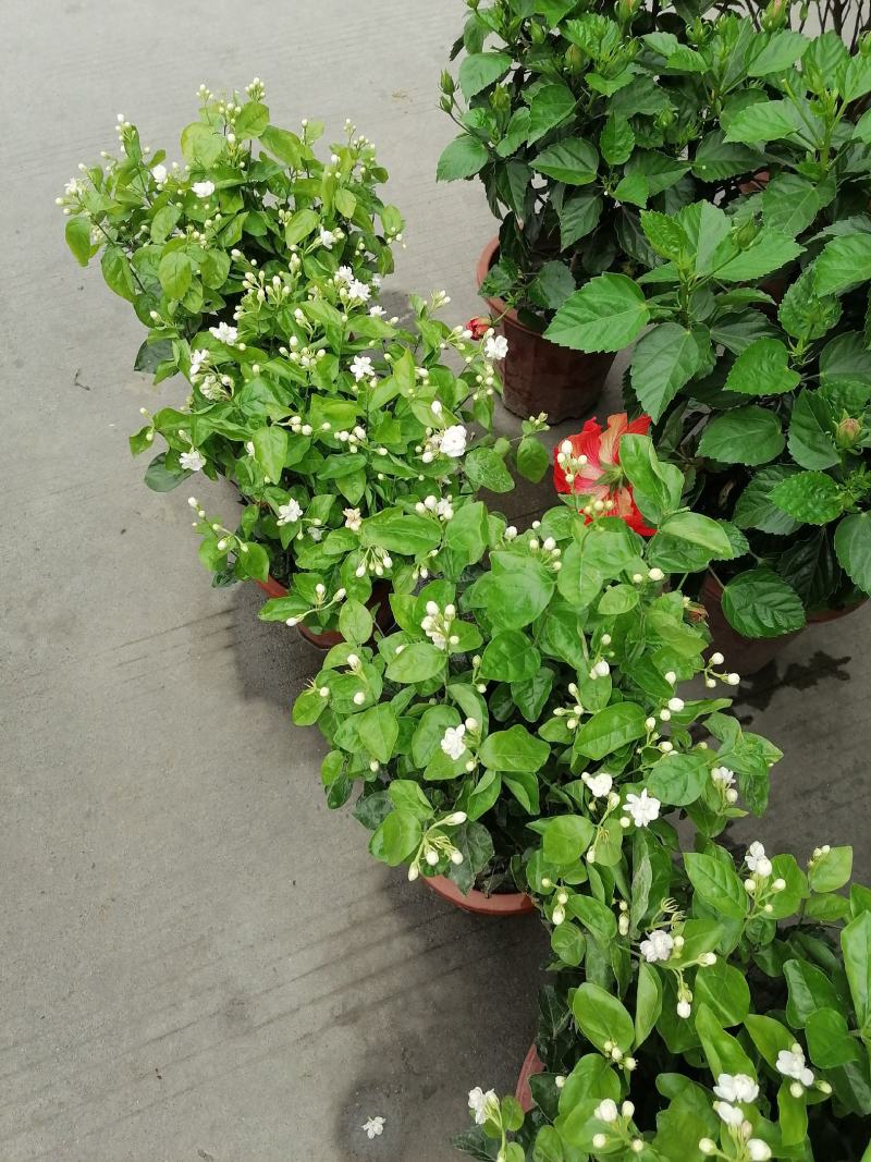 茉莉花双色杯价格多少？茉莉花图片，茉莉花成都货源