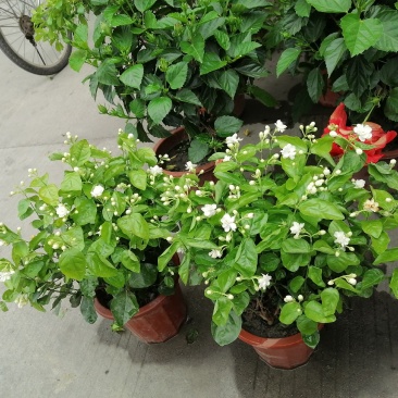 茉莉花双色杯价格多少？茉莉花图片，茉莉花成都货源