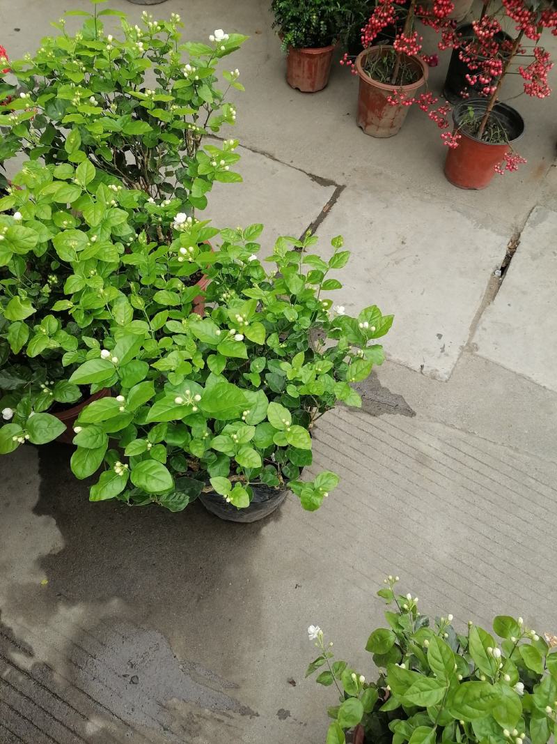 茉莉花双色杯价格多少？茉莉花图片，茉莉花成都货源