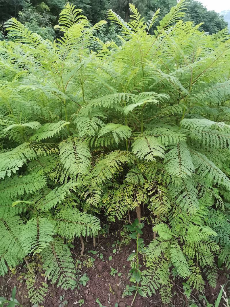 优质蓝花楹小苗，蓝花楹树苗，泸州蓝花楹小苗基地