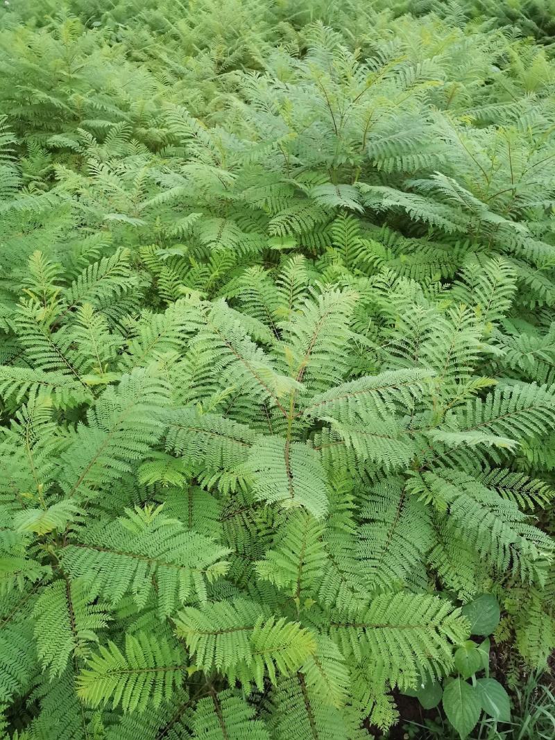 优质蓝花楹小苗，蓝花楹树苗，泸州蓝花楹小苗基地