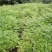 优质蓝花楹小苗，蓝花楹树苗，泸州蓝花楹小苗基地