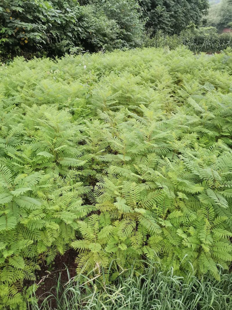 优质蓝花楹小苗，蓝花楹树苗，泸州蓝花楹小苗基地
