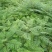 优质蓝花楹小苗，蓝花楹树苗，泸州蓝花楹小苗基地