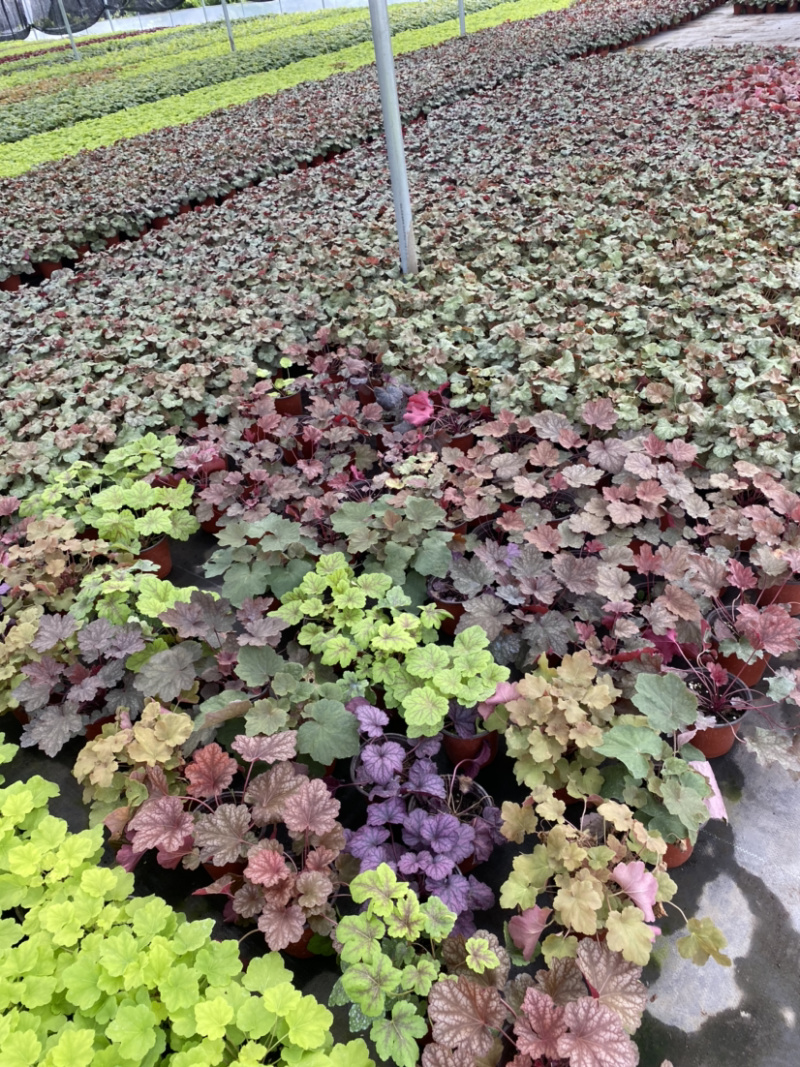 矾根基地，矾根所有品种齐全