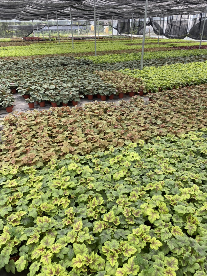 矾根基地，矾根所有品种齐全