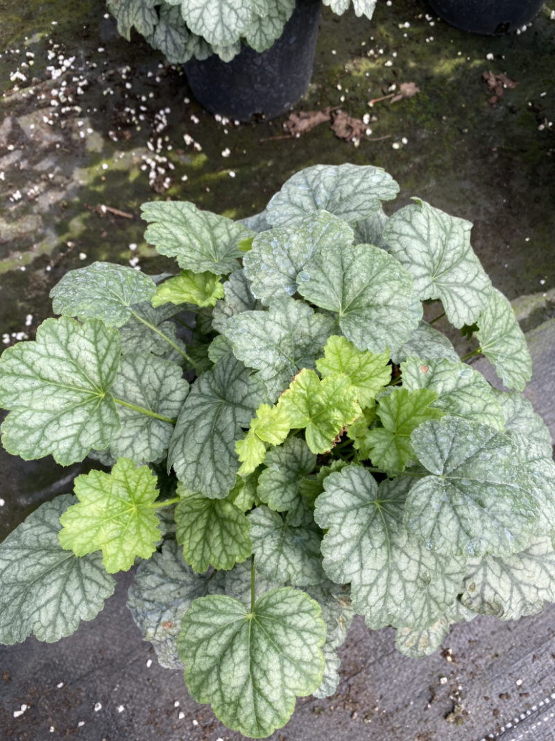 矾根基地，矾根所有品种齐全