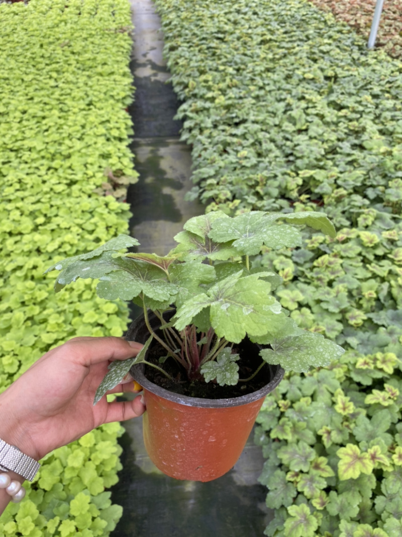 矾根基地，矾根所有品种齐全