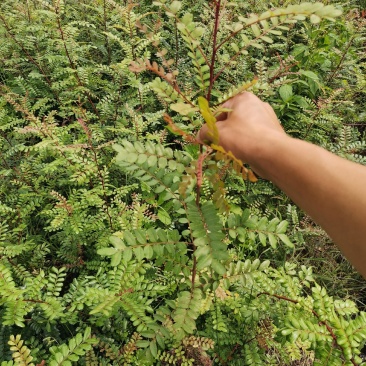 优质清香木小苗，清香木树苗，苗木优质品种，成活率高
