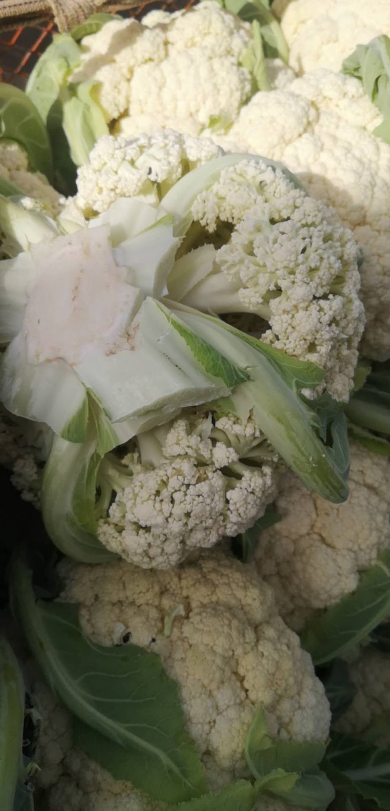 甘肃定西陇原行蔬菜合作社松花上市中，有需要的顾客联系我了
