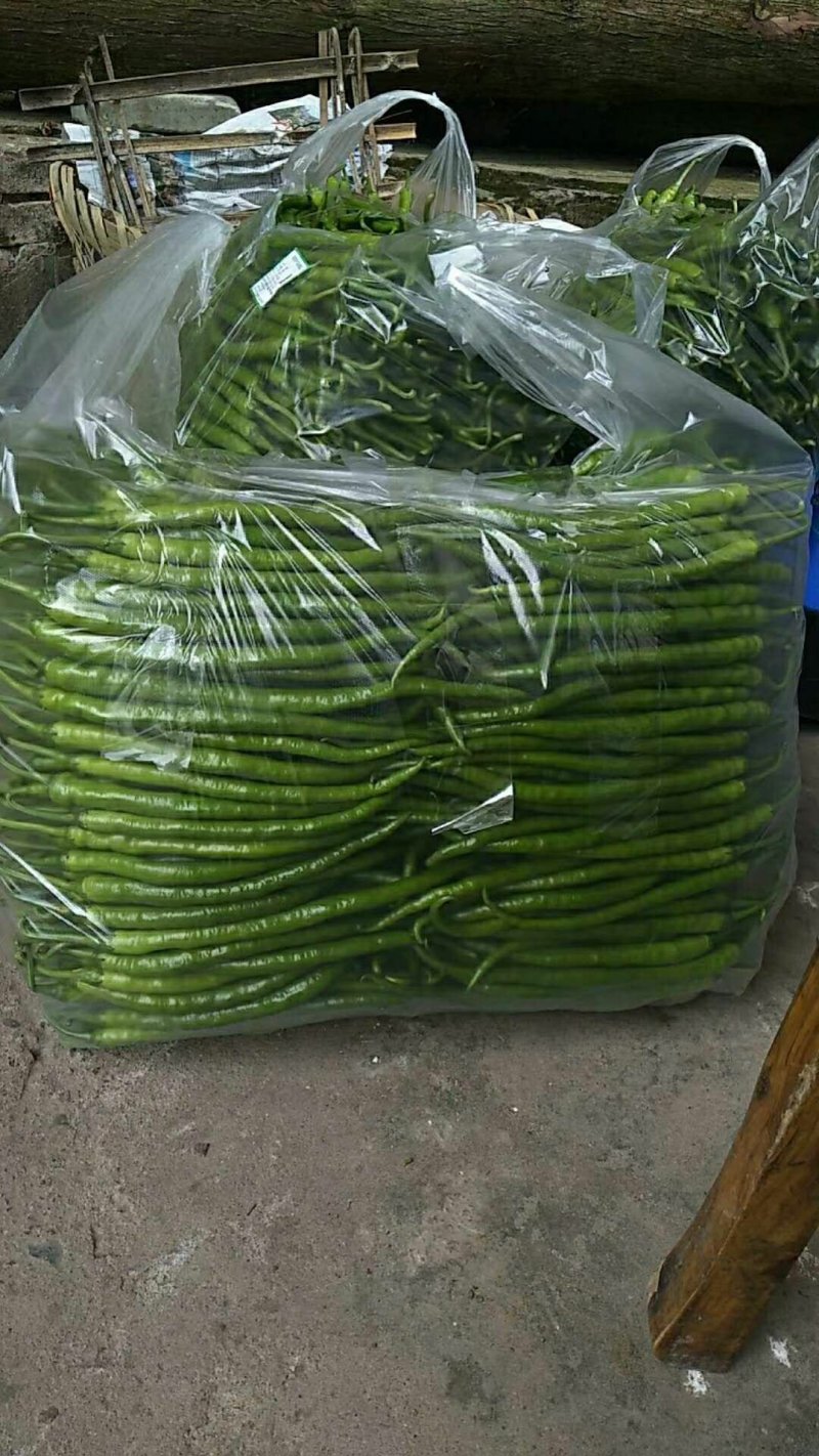 精品线椒