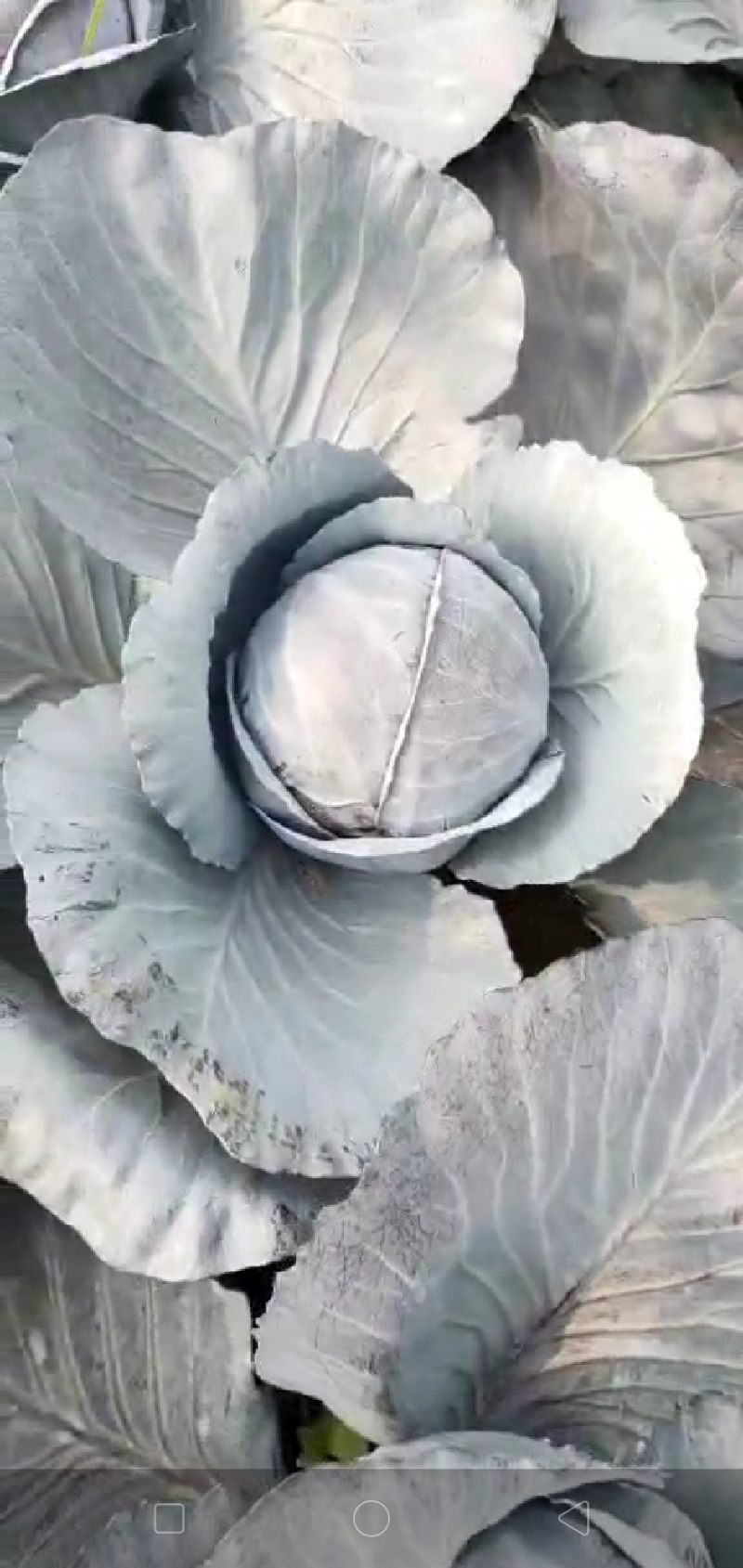 【精品】河北永年紫甘蓝质量保证本地正在大量上市