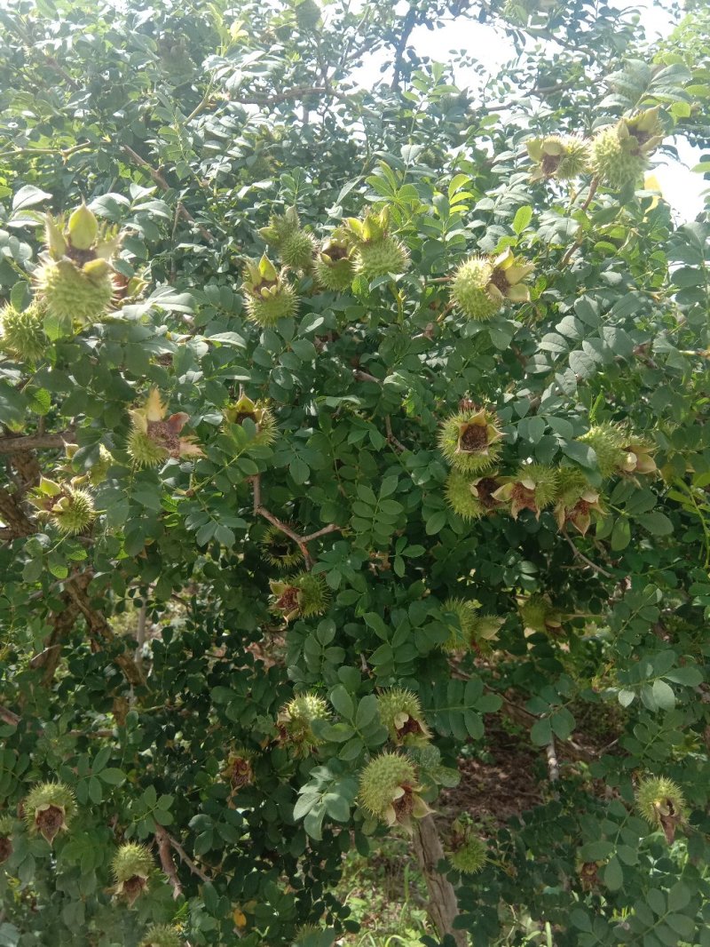 刺梨鲜果