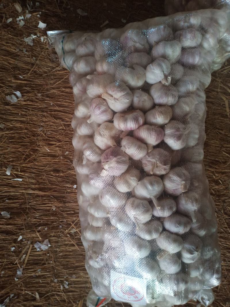 大清棵蒜种。太空2号蒜种，杂交大蒜种子。免费提供技术