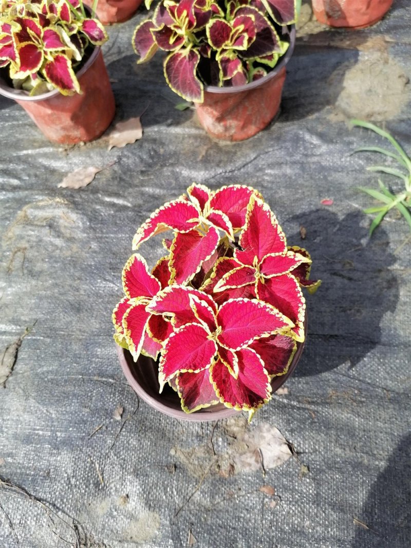 出售彩叶草，彩叶草基地杯苗。