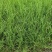 韭菜韭黄苗