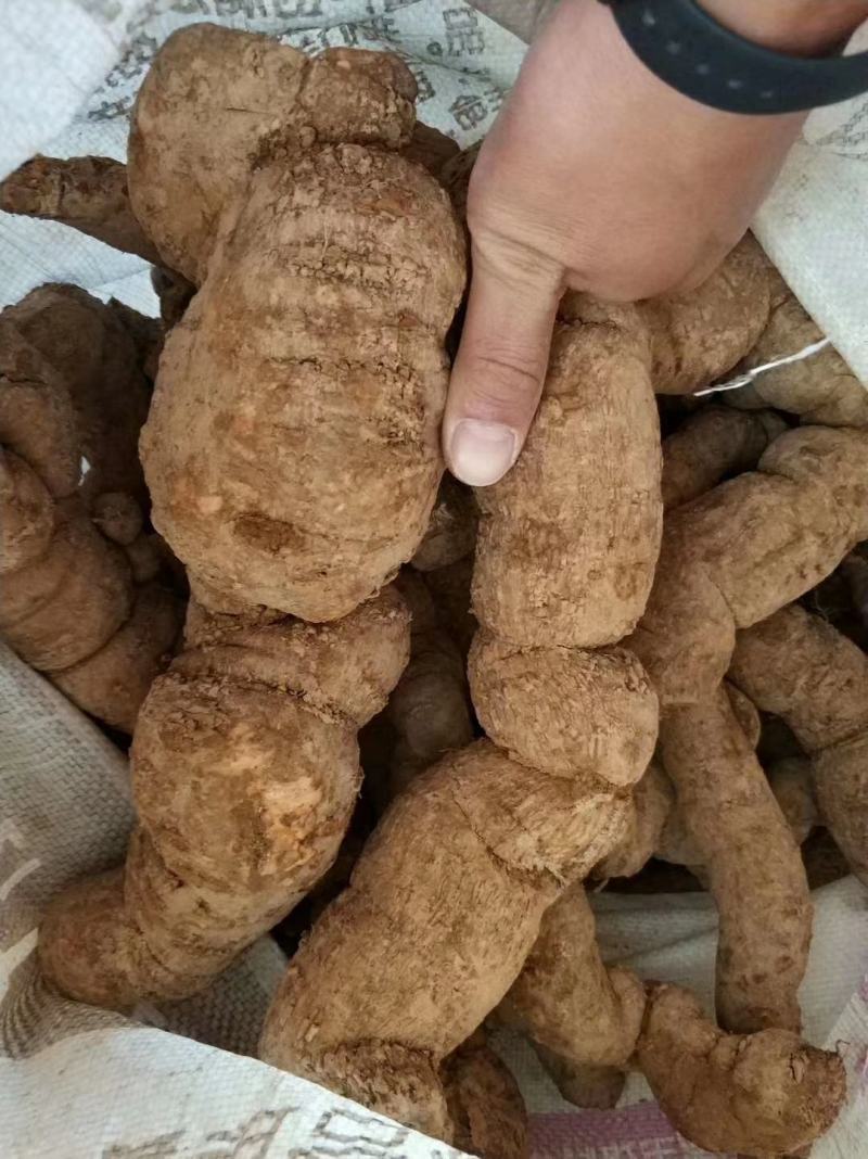 粉防己块茎苗多年种植经验粉防己苗基地直发