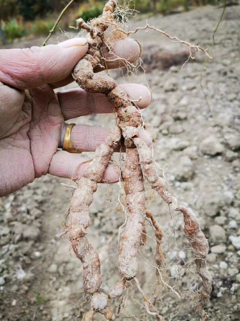 粉防己块茎苗多年种植经验粉防己苗基地直发