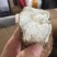 粉防己块茎苗多年种植经验粉防己苗基地直发