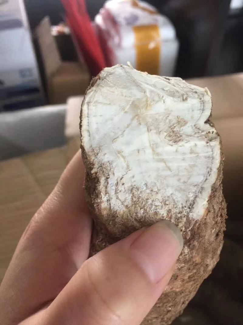 粉防己块茎苗多年种植经验粉防己苗基地直发