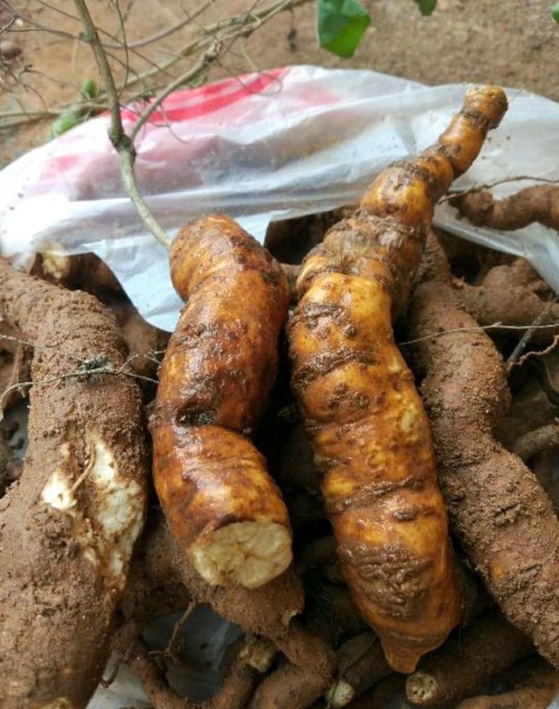 粉防己块茎苗多年种植经验粉防己苗基地直发