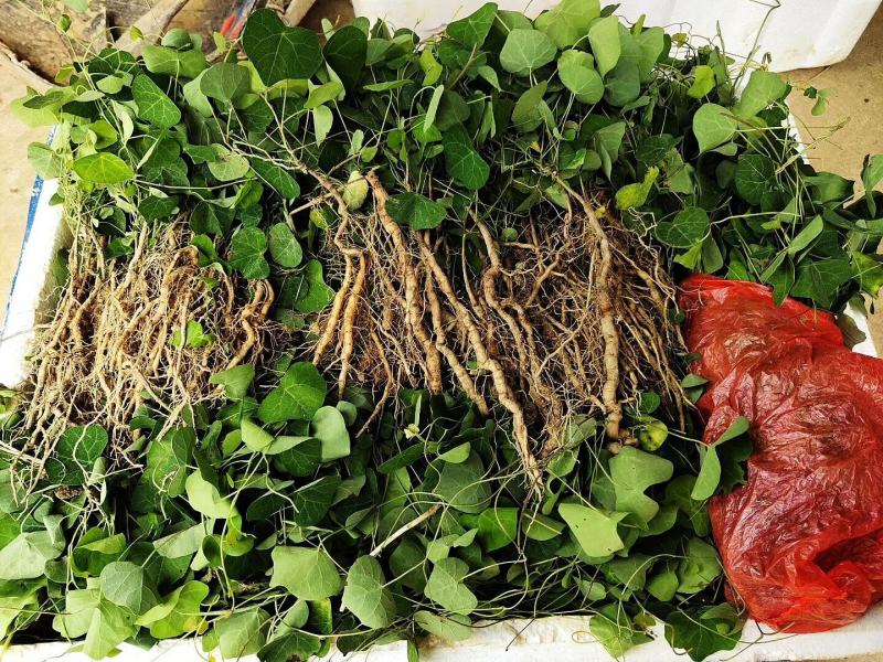 粉防己块茎苗多年种植经验粉防己苗基地直发
