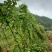 粉防己块茎苗多年种植经验粉防己苗基地直发