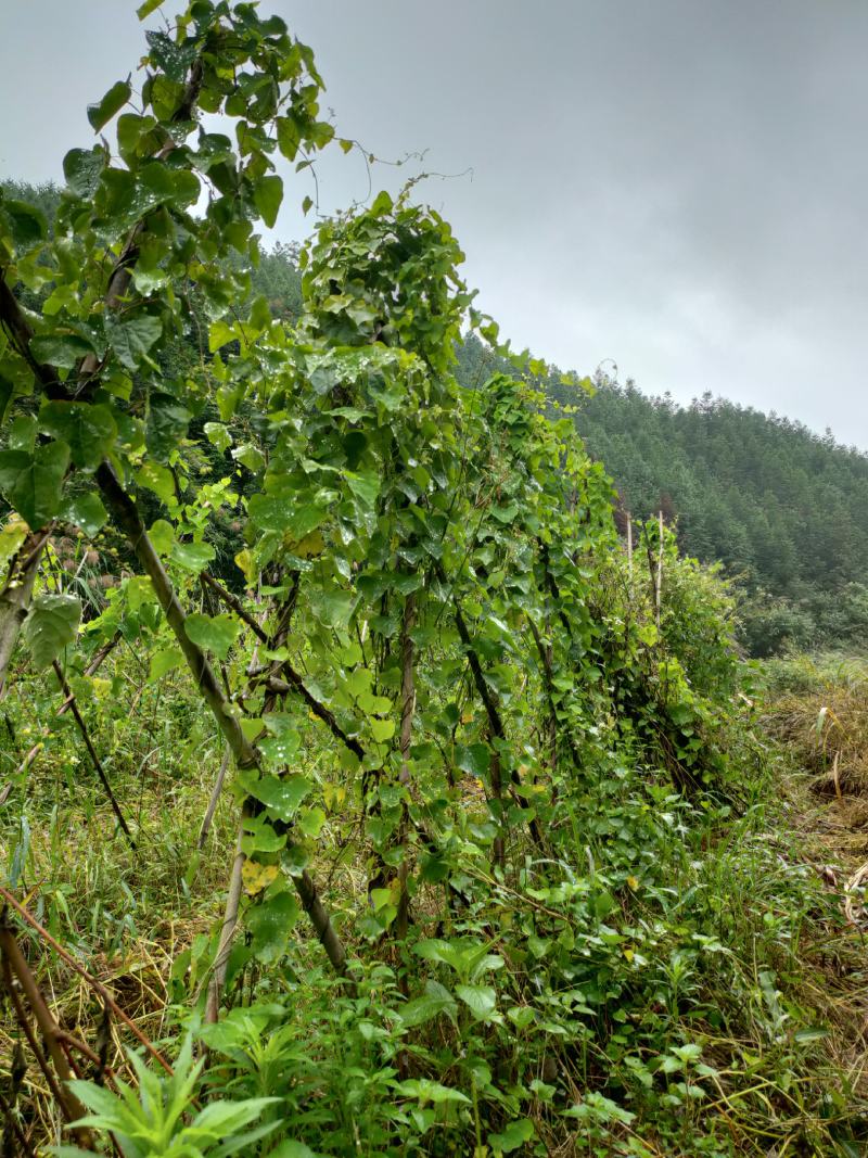 粉防己块茎苗多年种植经验粉防己苗基地直发