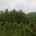 粉防己块茎苗多年种植经验粉防己苗基地直发
